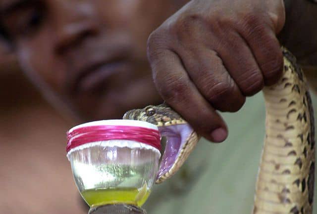 You are currently viewing Afrique du Sud : la pénurie de sérum anti-venin commence à inquiéter dans ce pays rempli des serpents mortels