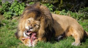 Lire la suite à propos de l’article Monde/insolite : Un lion dévore son propriétaire en Slovaquie