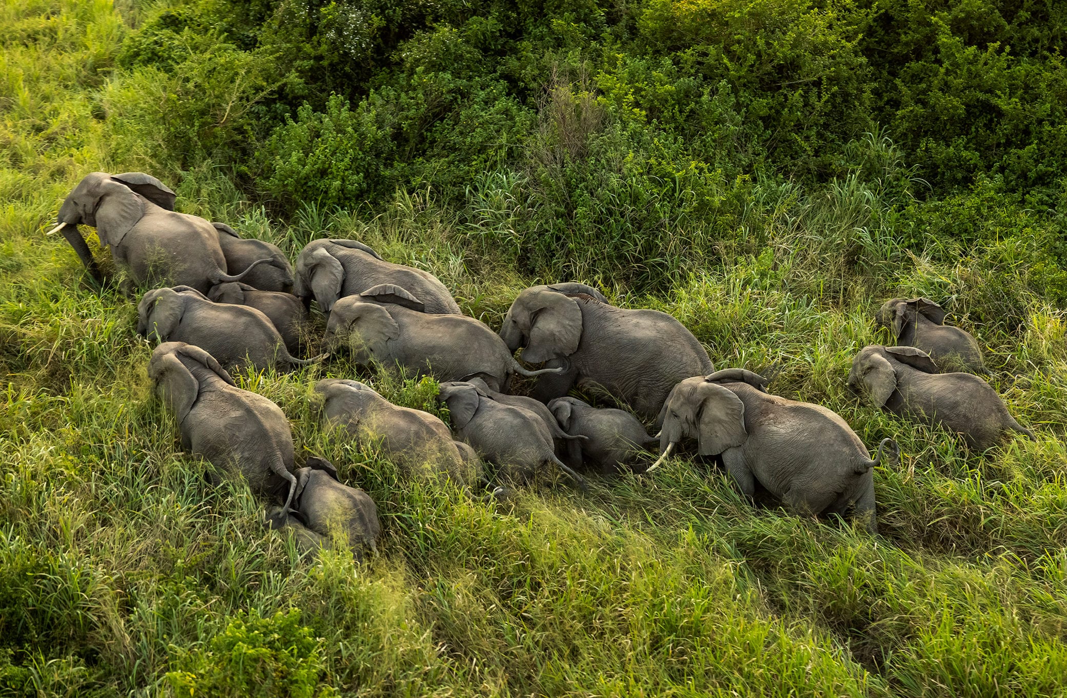 You are currently viewing Sécurité : les ressources du Parc des Virunga vidées par les éléments du M-23