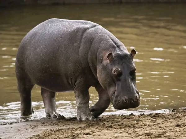 You are currently viewing Nord-Kivu : Un hippopotame tue deux pêcheurs sur le lac Edouard