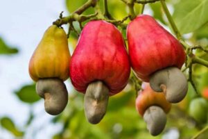 Lire la suite à propos de l’article Découverte : Les bienfaits de la pomme d’anacarde dans la santé humaine