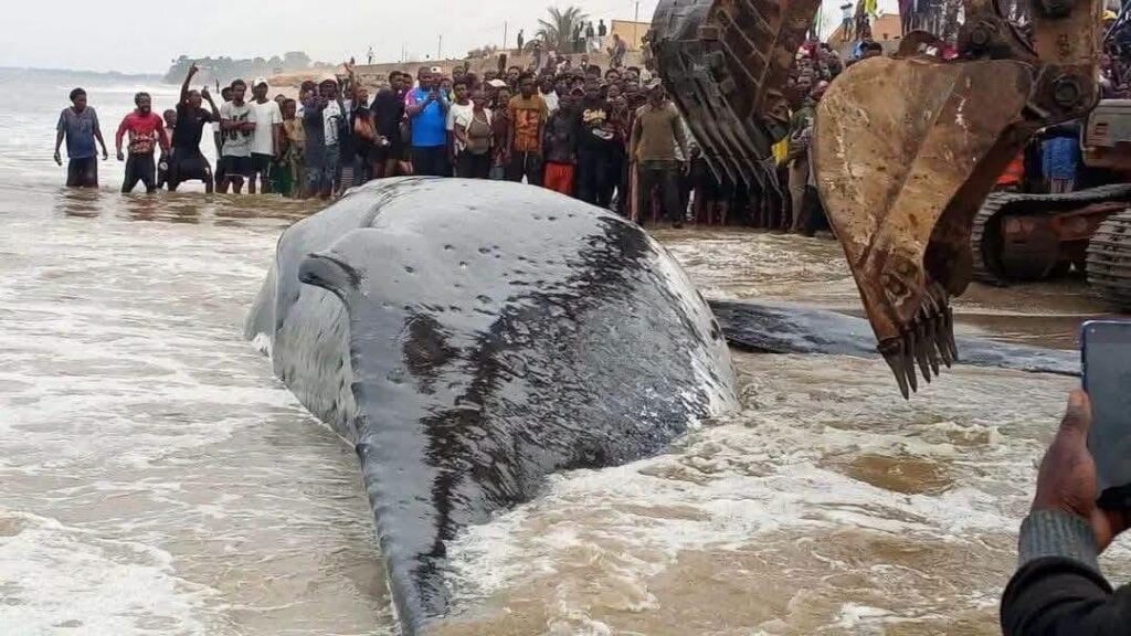 RDC : Une baleine de 15 mètres s&rsquo;est échouée sur la côte de Muanda et a succombé, malgré l&rsquo;intervention des équipes de l&rsquo;ICCN